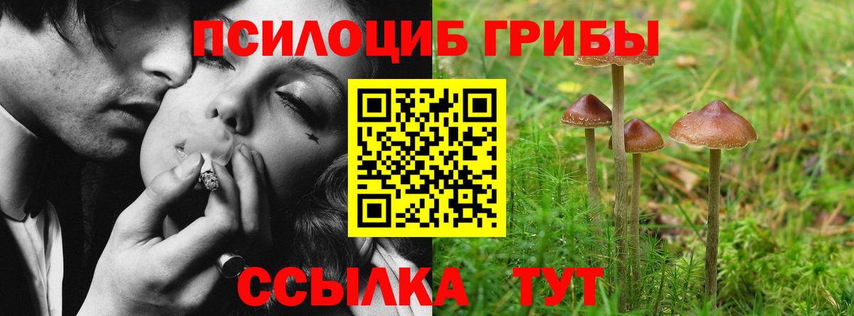 Галлюциногенные грибы Psilocybine cubensis  Вход с VPN  Псилоцибиновые грибы Psilocybine cubensis  Торжок 