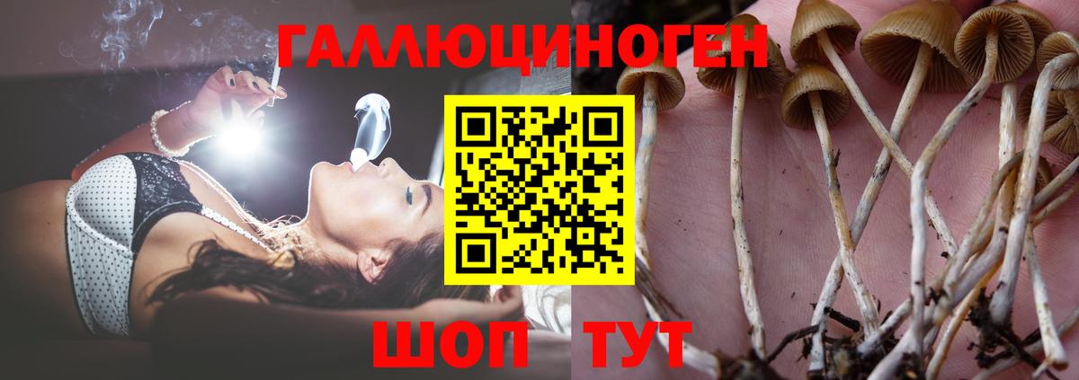 Псилоцибиновые грибы Psilocybine cubensis  Галлюциногенные грибы Psilocybe  Торжок 